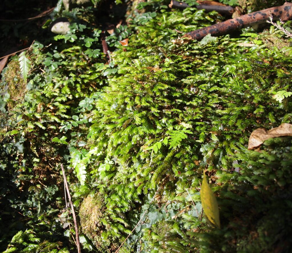 ホウオウゴケ 育て方 増やし方の方法 Earth Green