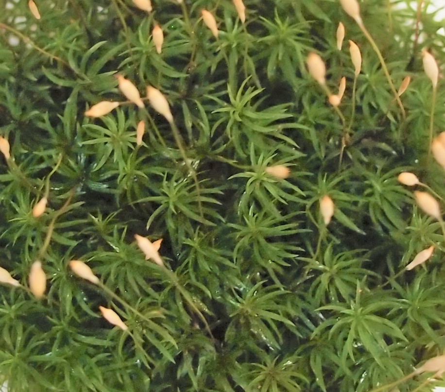 苔図鑑 苔の名前 種類を写真で確認 Earth Green