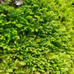 クラマゴケの群落の画像です。