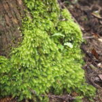 ヒロハヒノキゴケの群落の画像です。