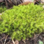 カモジゴケの群落の画像です。