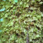 キダチヒラゴケの群落の画像です。