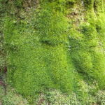 カタシロゴケの群落の画像です。