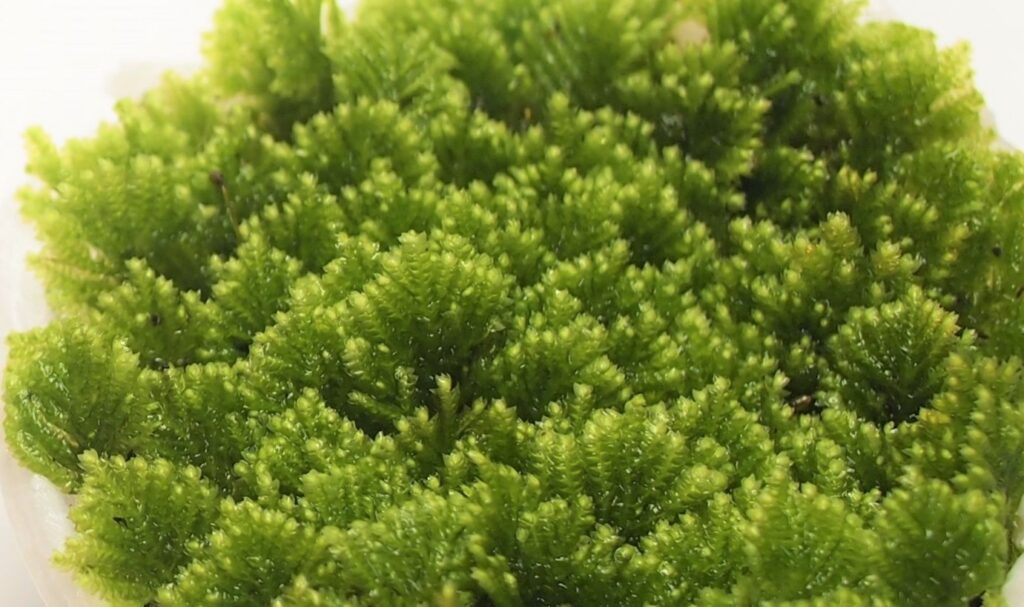 クジャクゴケ 育て方 増やし方の方法 Earth Green
