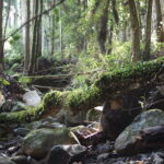 木、石に苔むした川の画像です。