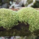 ホソバオキナゴケの群落の画像です。