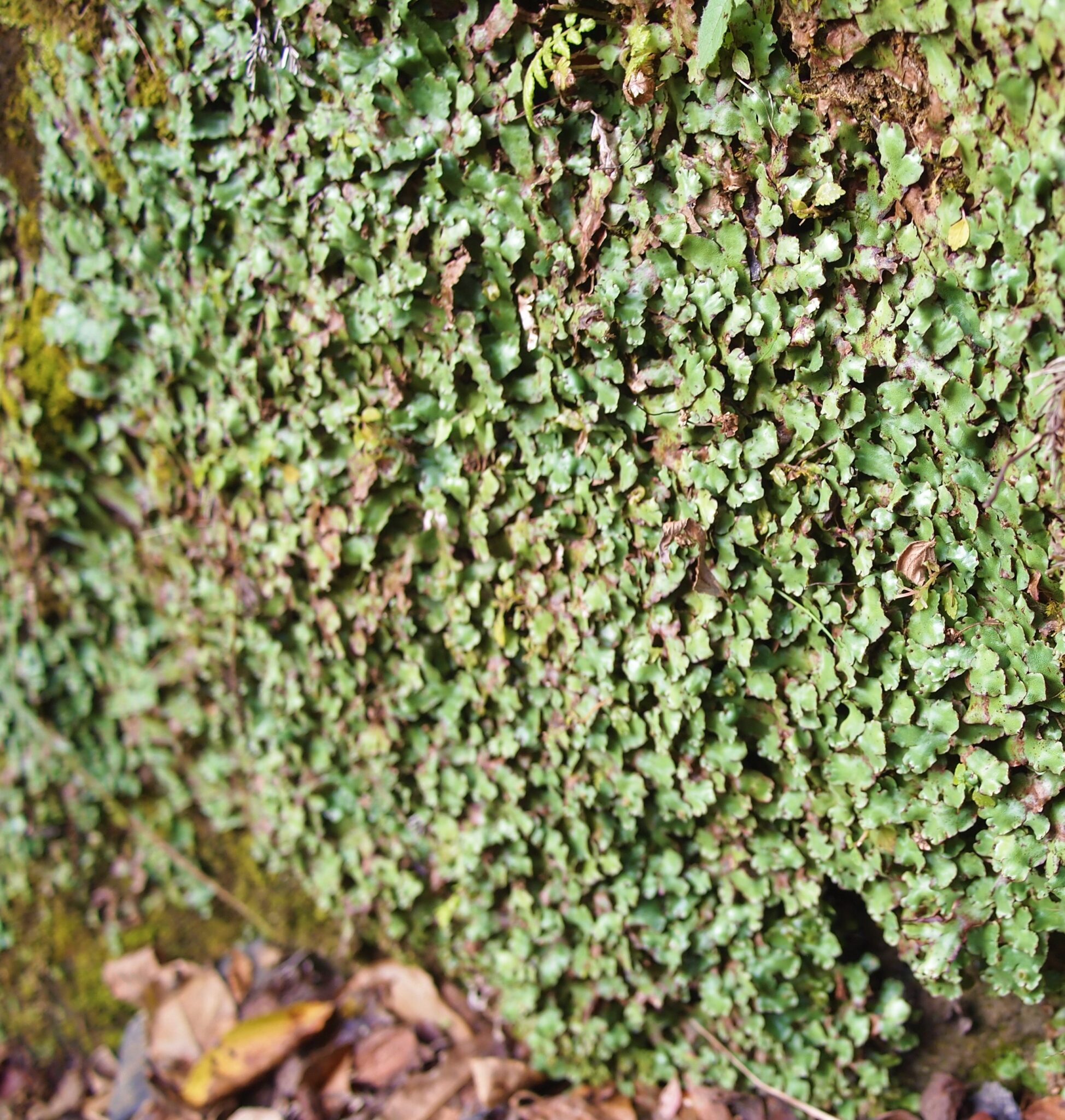 【苔植物】フタバネゼニゴケの育て方・増やし方の方法