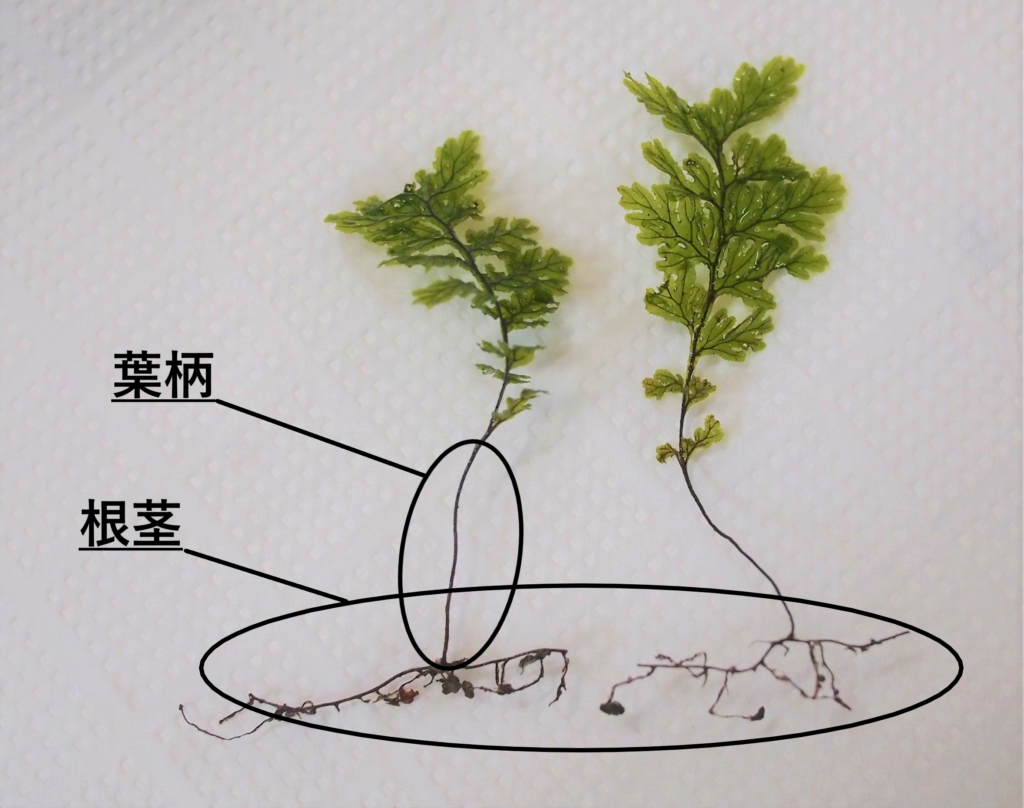 コウヤコケシノブの葉柄と根茎を説明した画像です。
