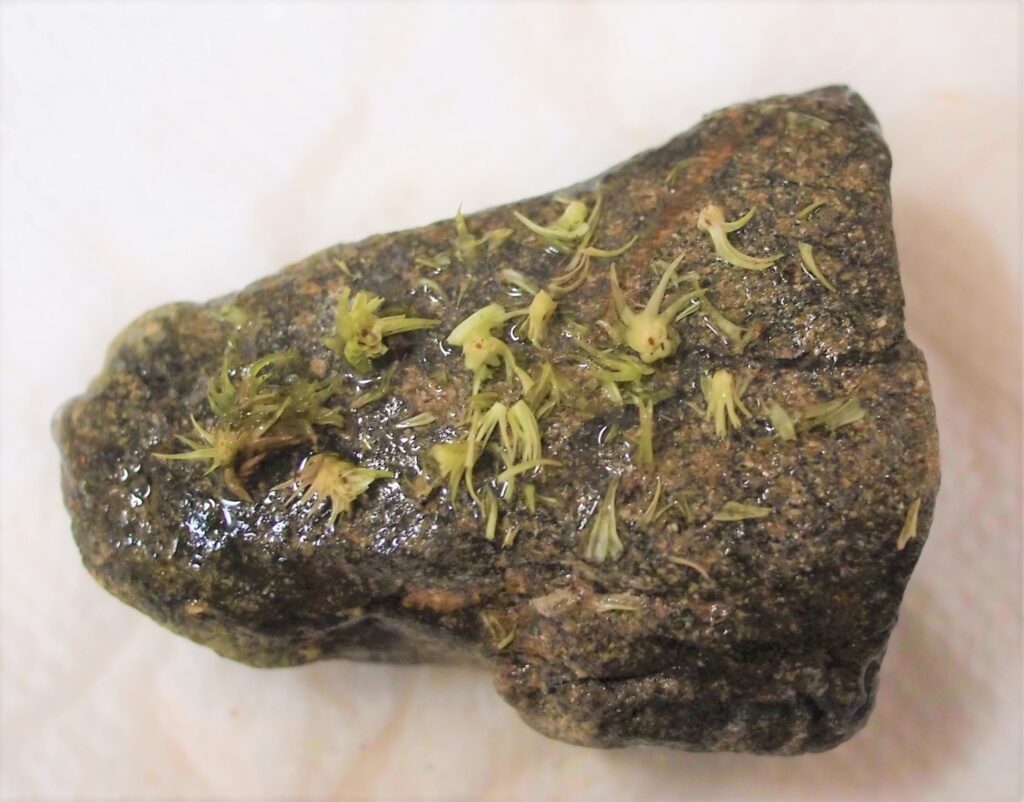 乾燥させて細かくしたオオシラガゴケを石に蒔いた画像です。
