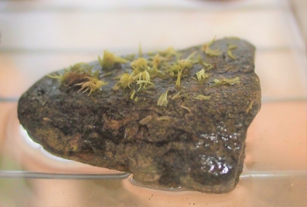 細かくしたオオシラガゴケを石に蒔いて横から撮影した画像です。
