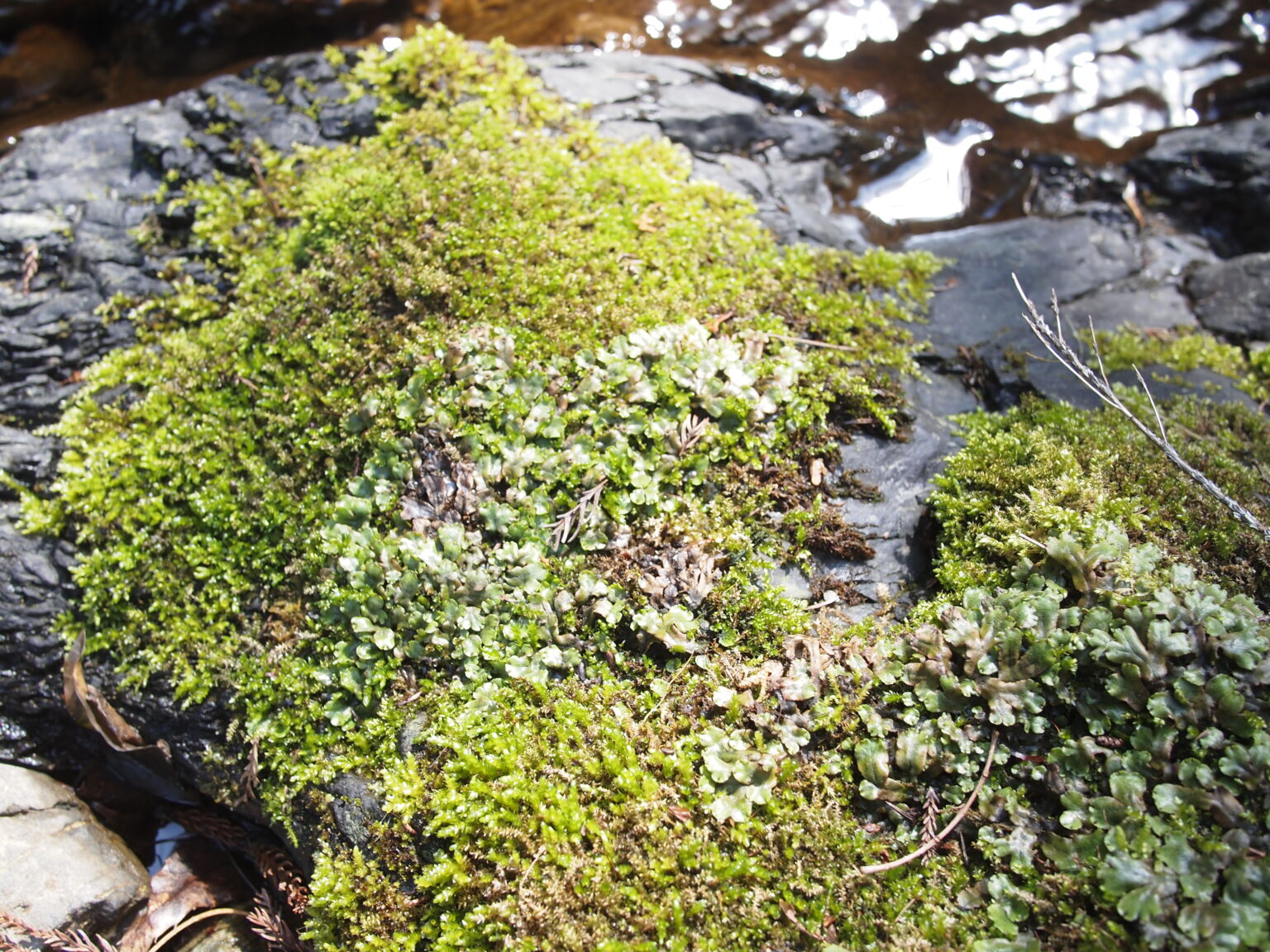 【苔植物】ヒトデゼニゴケの育て方・増やし方の方法 | earth green