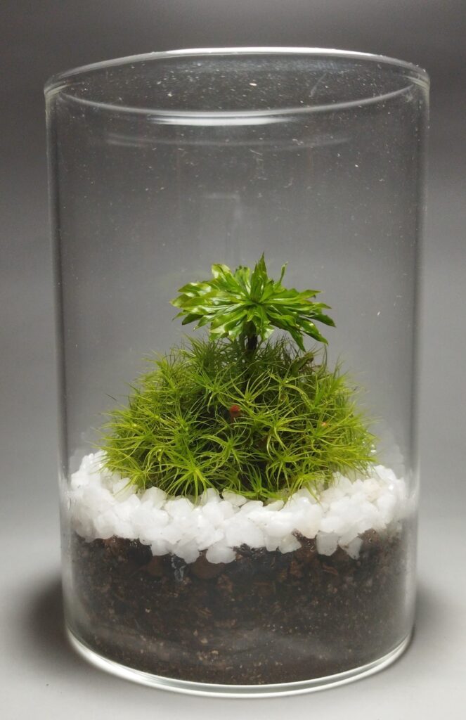 タマゴケ 育て方 増やし方の方法 Earth Green