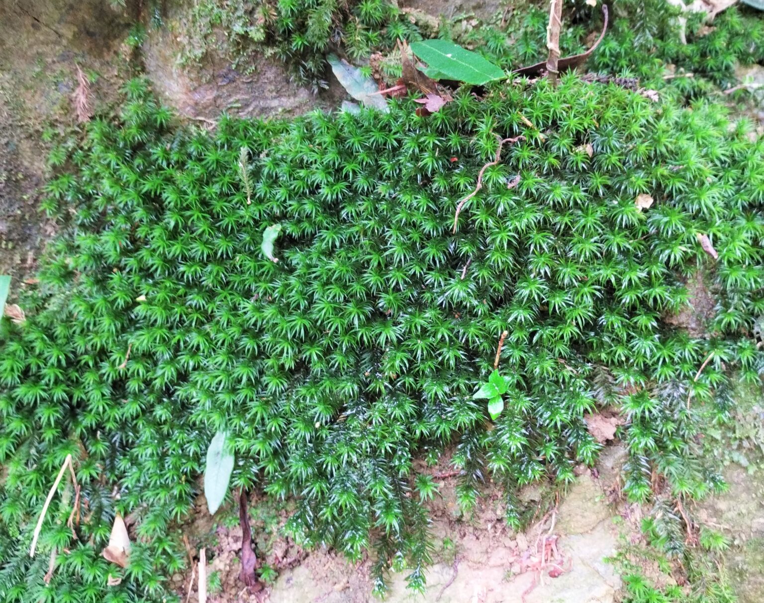 【苔植物】ホウライスギゴケの育て方・増やし方の方法