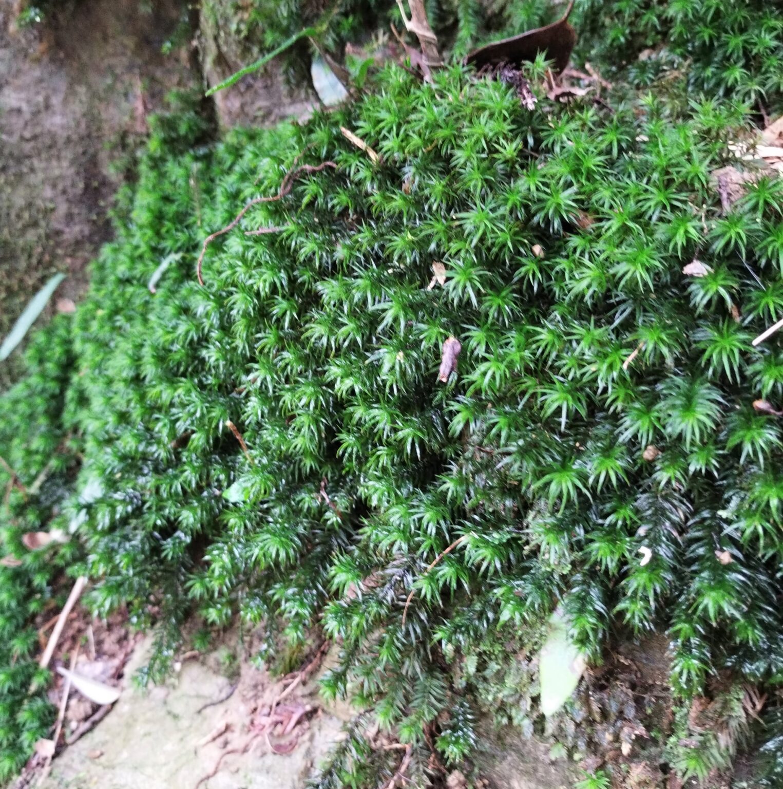 【苔植物】ホウライスギゴケの育て方・増やし方の方法 | earth green