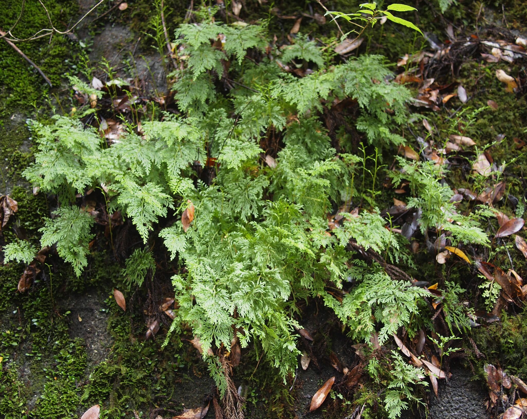 【シダ図鑑】 シダ植物の名前、種類を写真で確認！