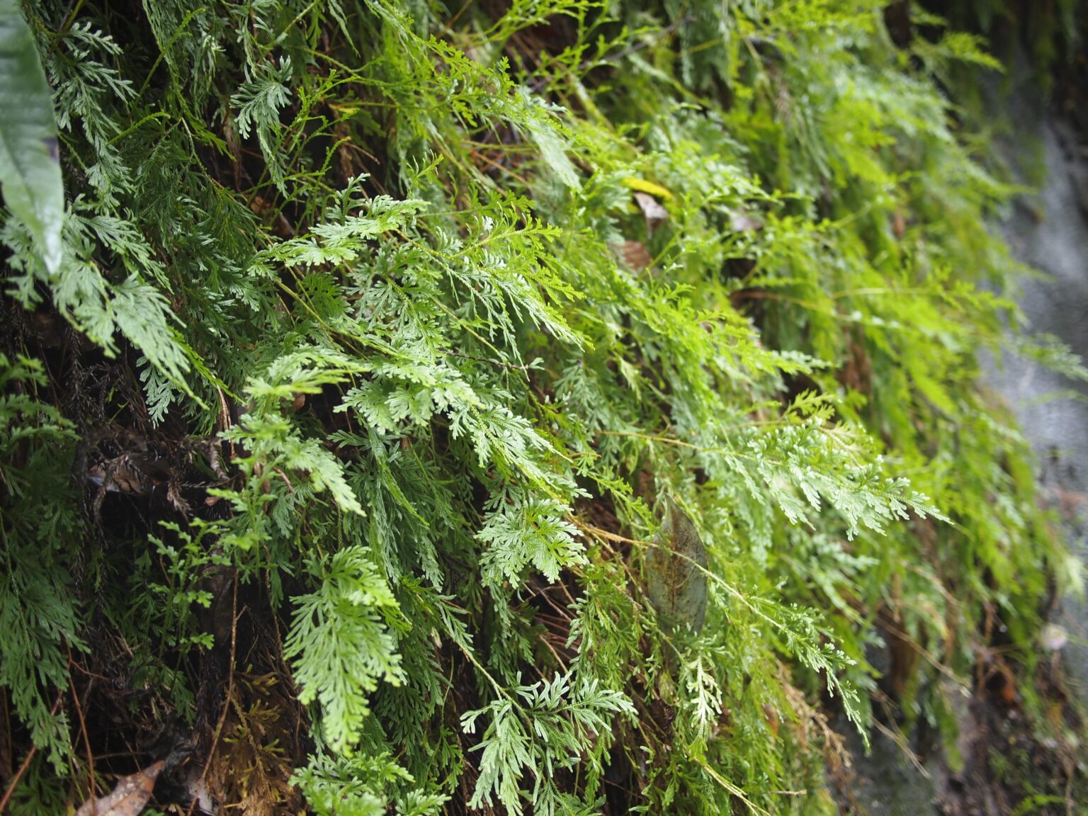 【シダ図鑑】 シダ植物の名前、種類を写真で確認！