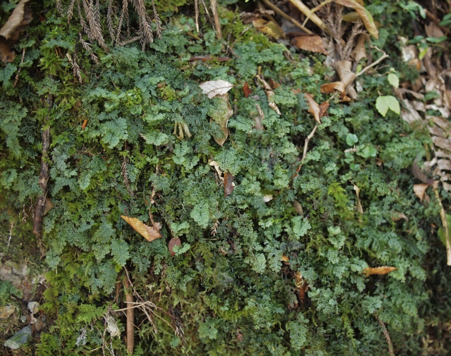 【シダ図鑑】 シダ植物の名前、種類を写真で確認！