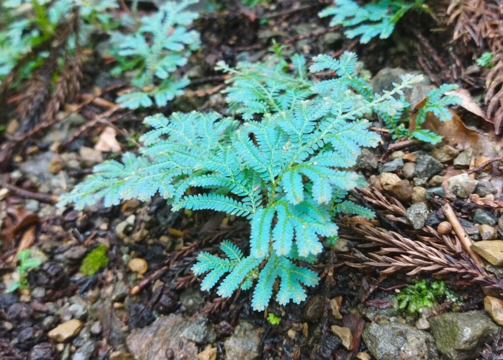コンテリクラマゴケ 育て方 増やし方の方法 Earth Green