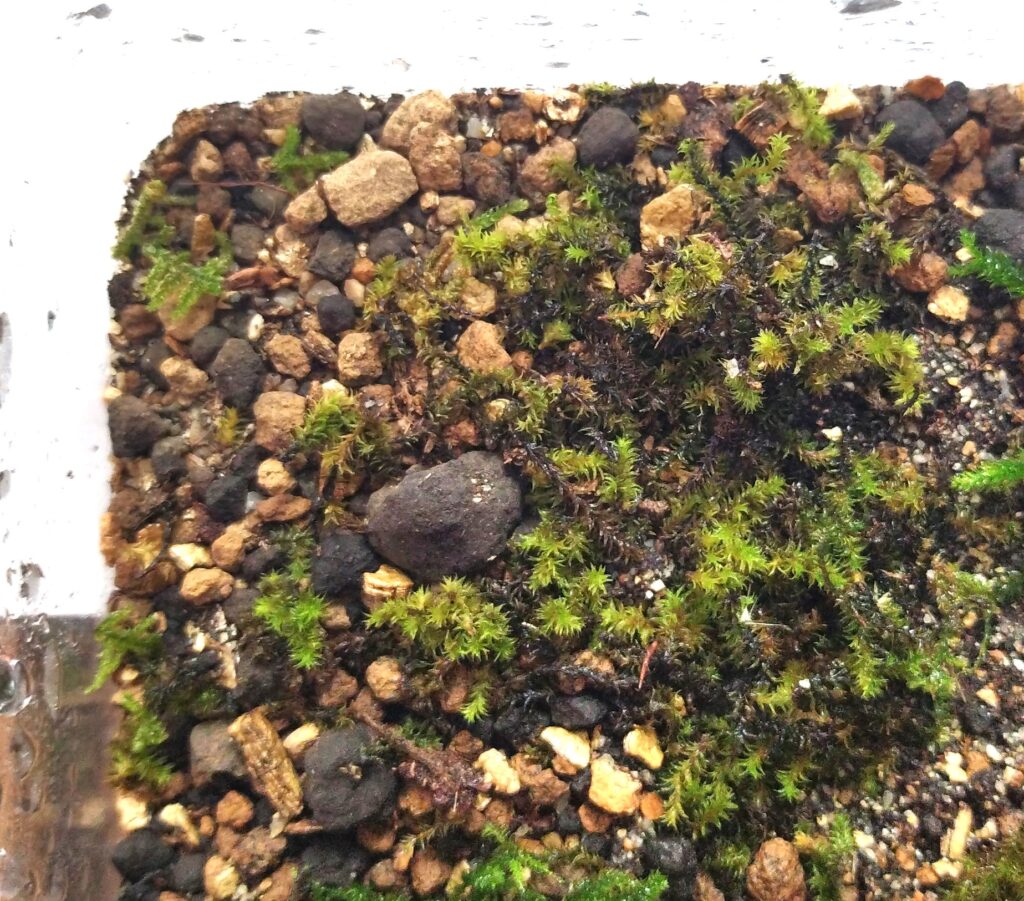 スナゴケ 育て方 増やし方の方法 Earth Green