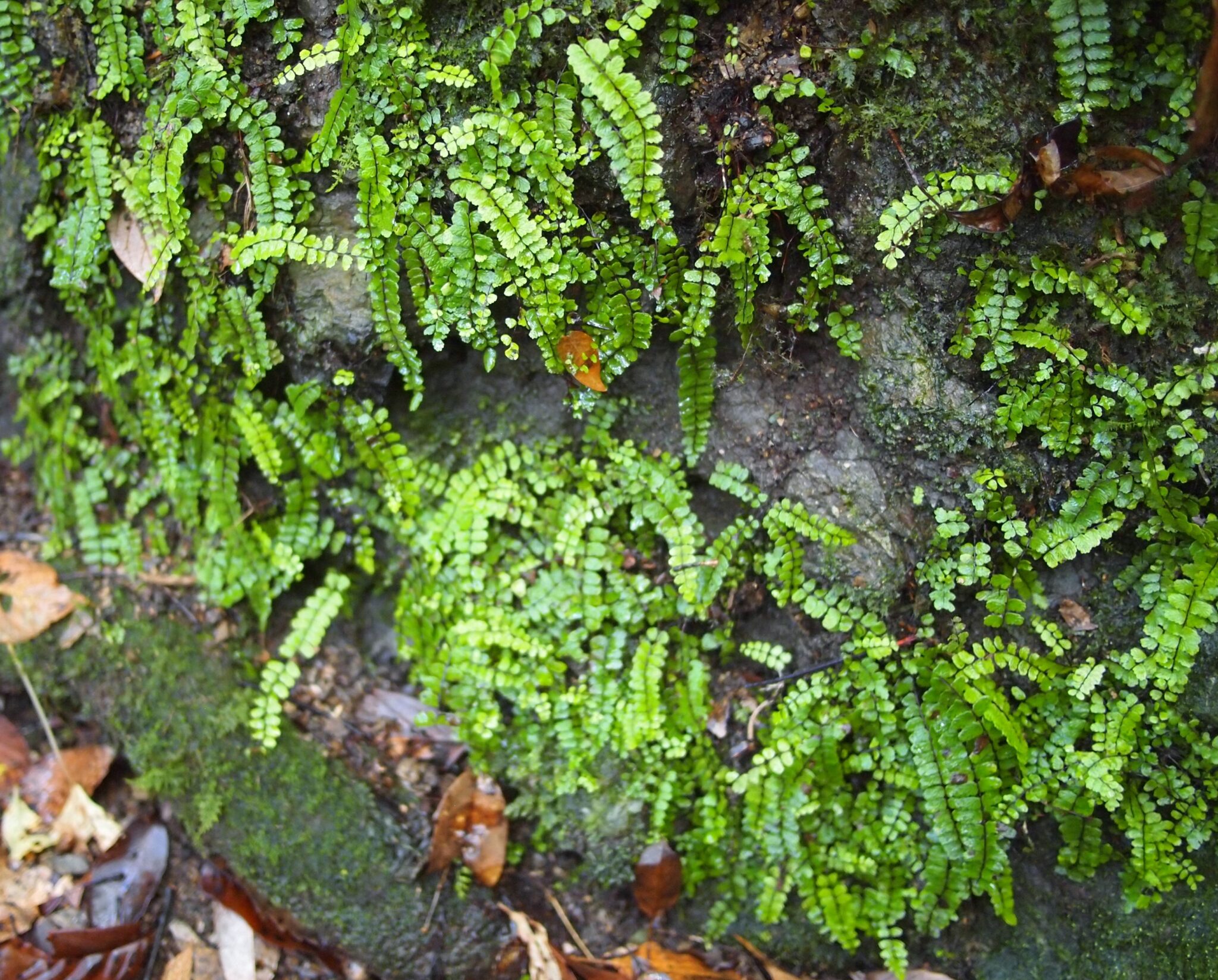 【シダ図鑑】 シダ植物の名前、種類を写真で確認！ | earth green