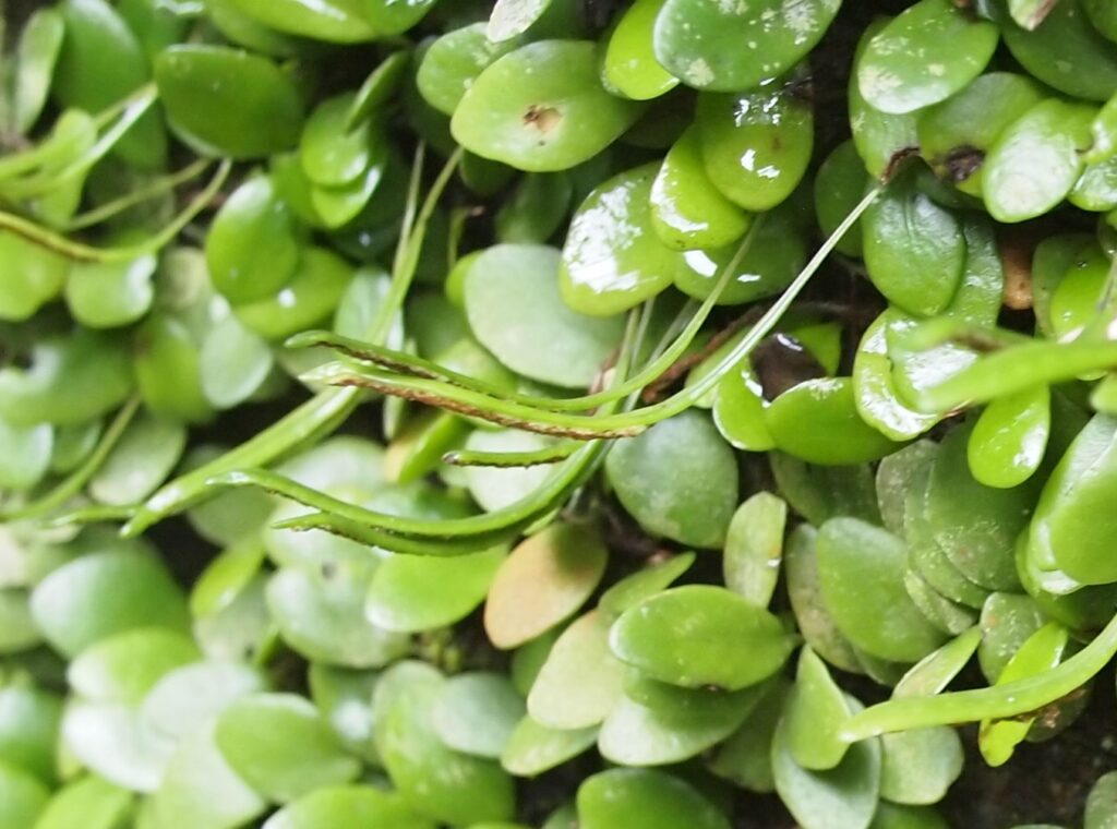 シダ図鑑 シダ植物の名前 種類を写真で確認 Earth Green