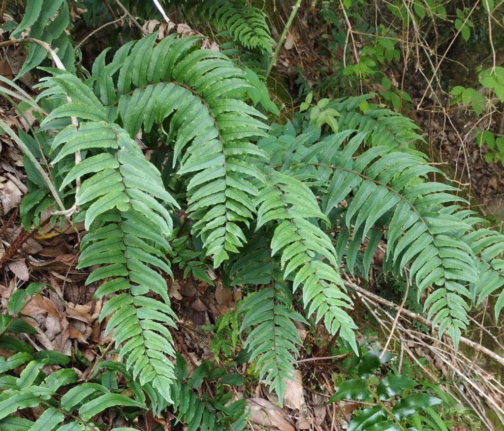 シダ図鑑 シダ植物の名前 種類を写真で確認 Earth Green