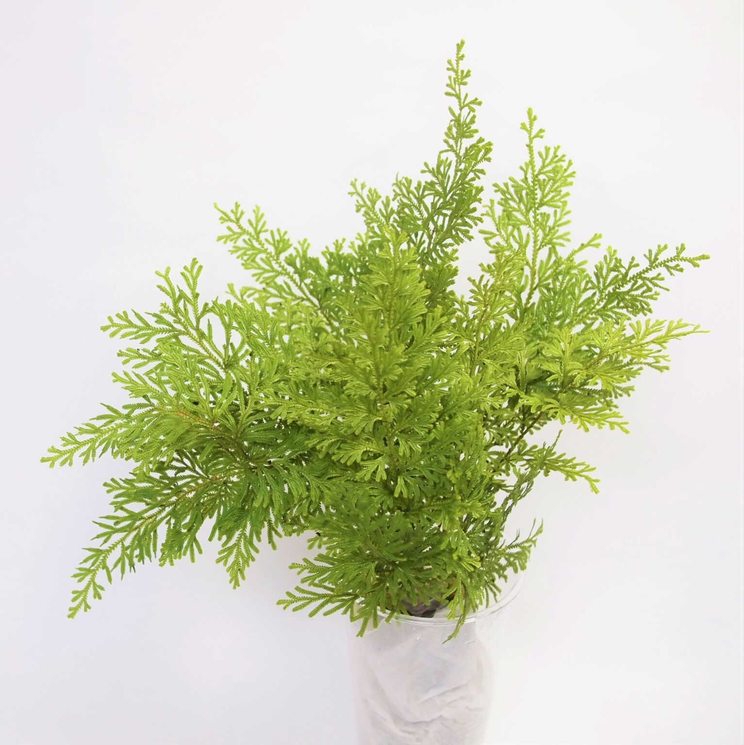 【シダ図鑑】 シダ植物の名前、種類を写真で確認！