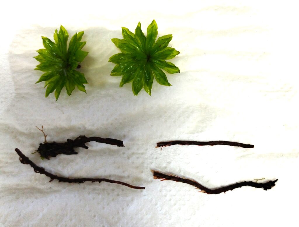 葉、茎、地下茎を分けたものをキッチンペーパーの上で撮影している画像です。