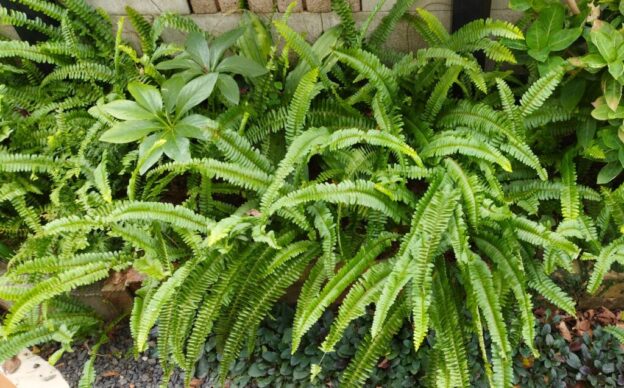 【シダ図鑑】 シダ植物の名前、種類を写真で確認! | earth green