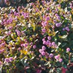 ヒメツルソバの花の画像です。