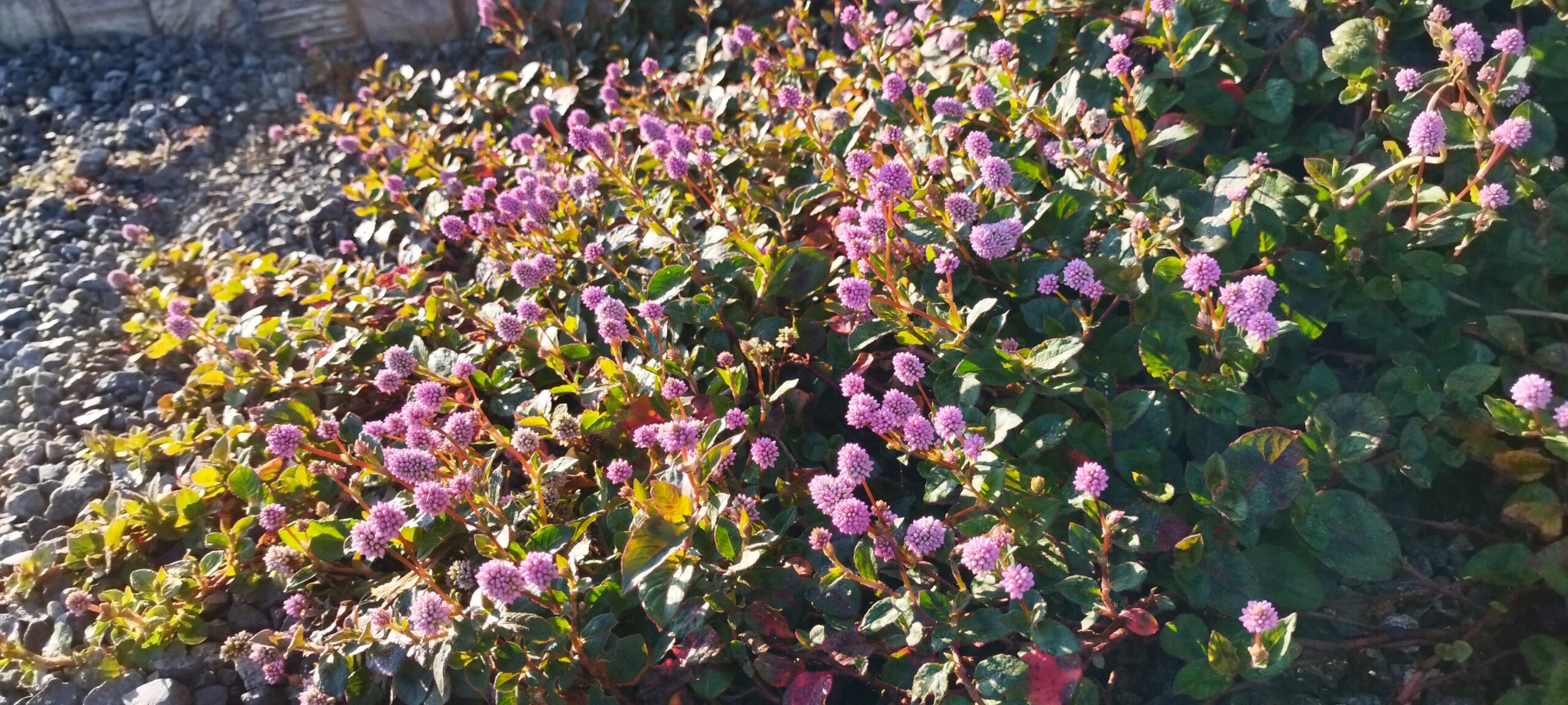 ヒメツルソバの花の画像です。