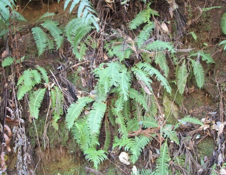 【シダ図鑑】 シダ植物の名前、種類を写真で確認! | earth green