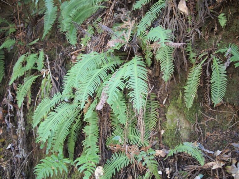 【シダ図鑑】 シダ植物の名前、種類を写真で確認! | earth green