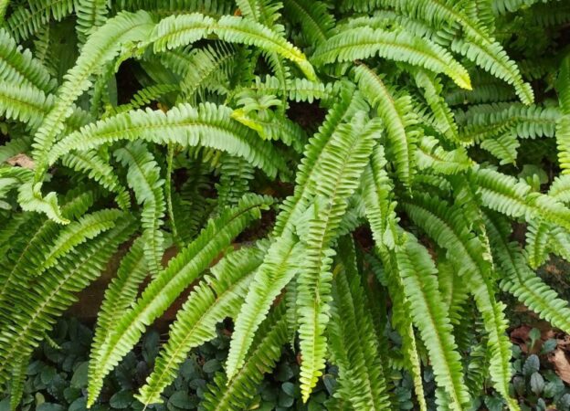 【シダ図鑑】 シダ植物の名前、種類を写真で確認! | earth green