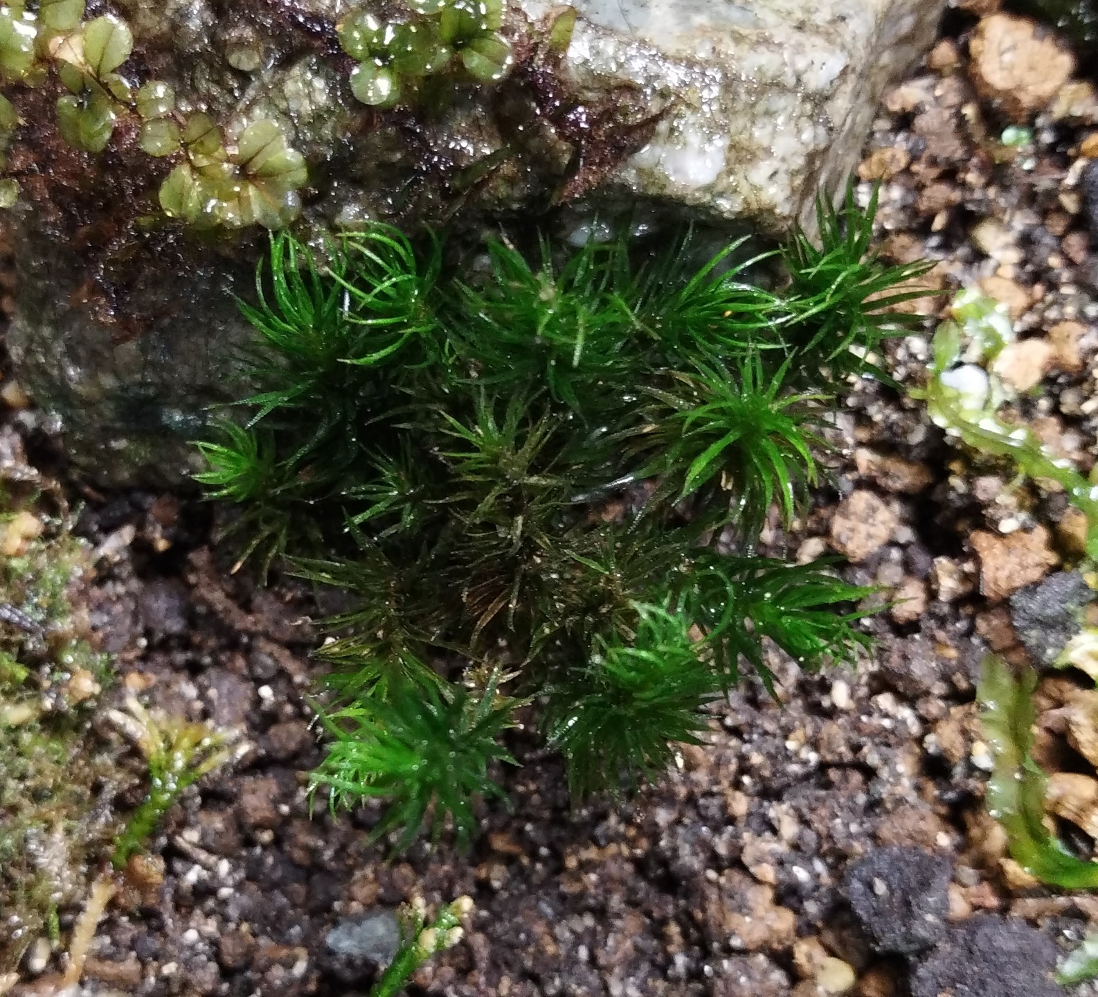 【苔植物】ホウライスギゴケの育て方・増やし方の方法