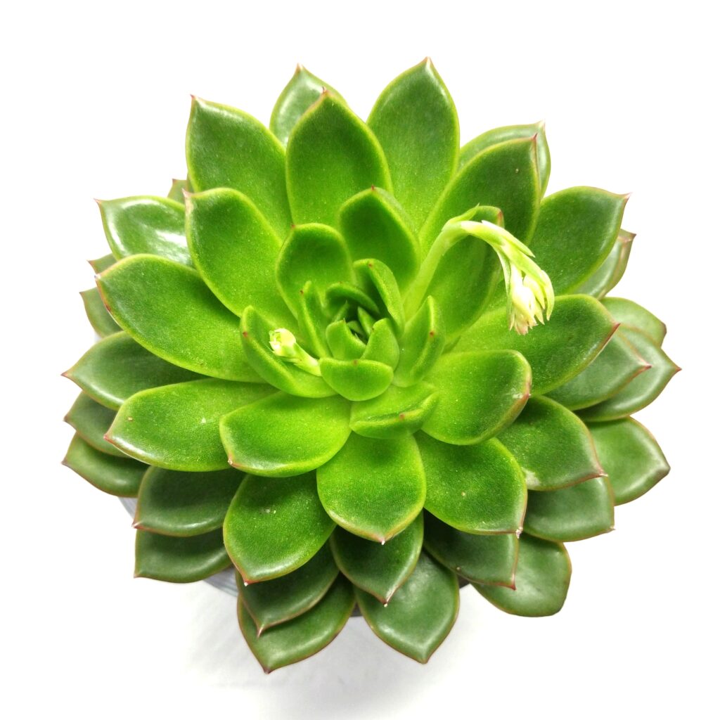【多肉植物図鑑】 多肉植物の名前、種類を写真で確認! | earth green