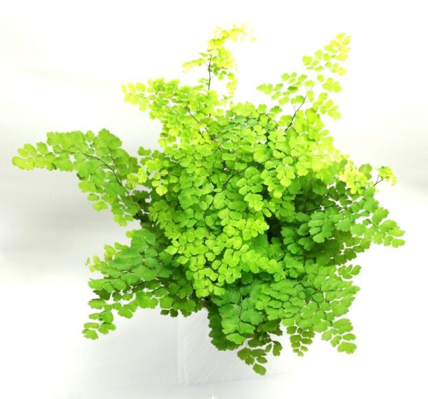 【シダ図鑑】 シダ植物の名前、種類を写真で確認!