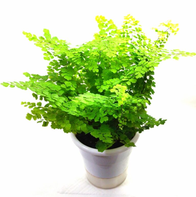 【シダ図鑑】 シダ植物の名前、種類を写真で確認!