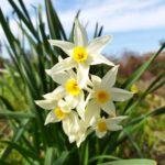 スイセンの花の画像です。