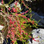 ボケの花の画像です。