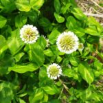シロツメグサの花の画像です。