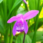 シランの花の画像です。