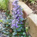 アジュガの花の画像です。