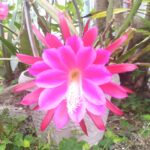 カニバサボテンの花の画像です。