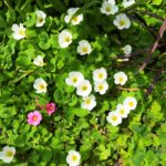 オキザリスの群落の画像です。