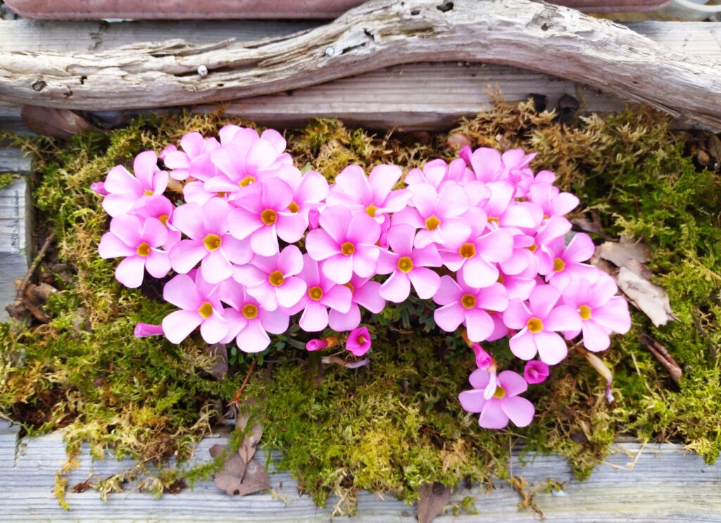 ピンクのオキザリスの花の画像です。