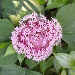 ボタンクサギの花の画像です。