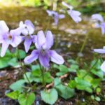 タチツボスミレの花の画像です。