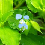 ツユクサの花の画像です。