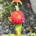 センニチコウの花の画像です。